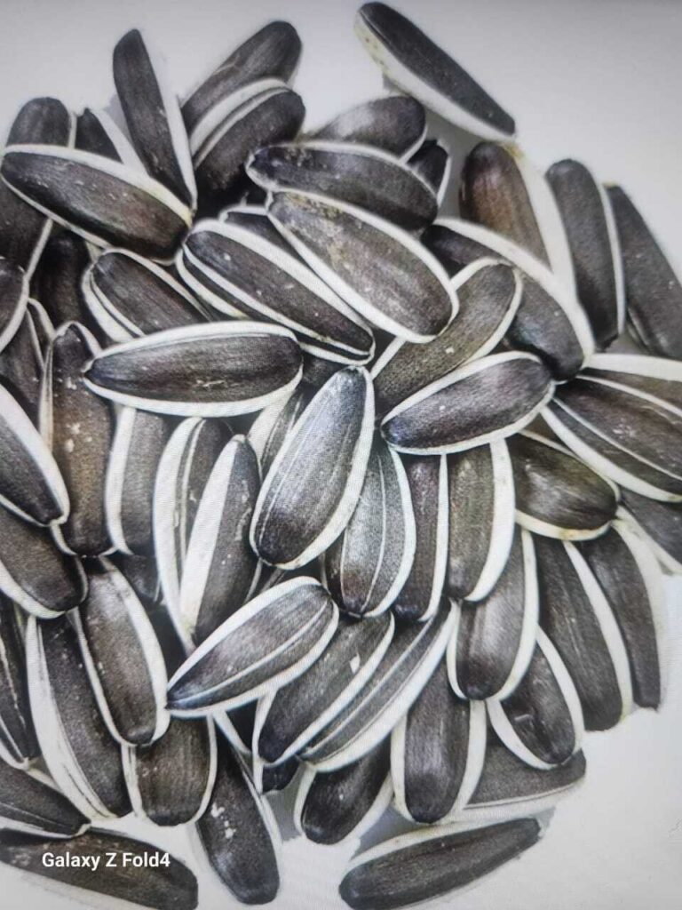 🌻 Sunflower Seeds At Meritas, we bring you the finest Sunflower Seeds, sourced directly from farmers who utilize sustainable agricultural methods. Our seeds undergo strict quality checks to ensure they are free from chemical residues, delivering a premium-grade product to the global market. Rich in Vitamin E and selenium, Sunflower Seeds are celebrated for their anti-inflammatory properties and cardiovascular benefits. Available in bulk quantities of 25kg to 50kg, our packaging solutions are tailored to prevent moisture ingress, ensuring the seeds arrive at their destination crisp and flavorful.