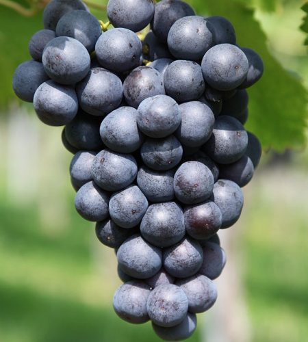 As Meritas,specializes in the export of premium Sesame Seeds (Natural and Hulled), sourced from India’s most reliable organic farms. We take pride in a processing method that retains the seeds' delicate nutty flavor and high oil content without the use of harsh chemicals. These tiny seeds are a massive source of calcium, protein, and B vitamins, supporting bone health and metabolic function. Whether you require jute or PP bags, our logistics team ensures that every bulk order meets international food safety standards and arrives with its nutritional profile intact.